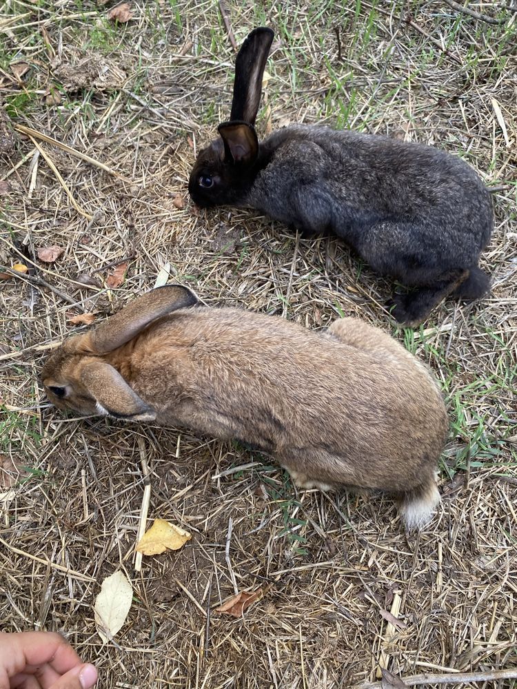 Coelhos de vários tamanhos