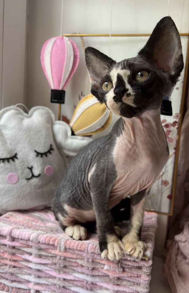 Przepiekny Kocurek Devon Rex