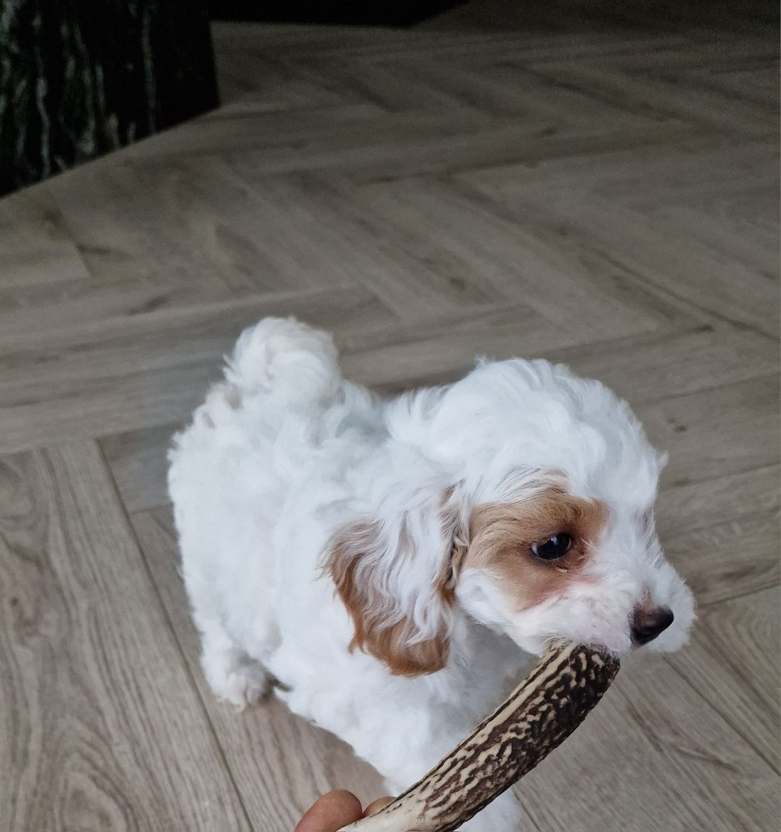 Maltipoo  piesek