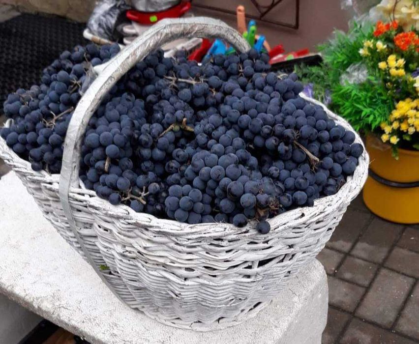 Winogrono ekologiczne z ogrodu