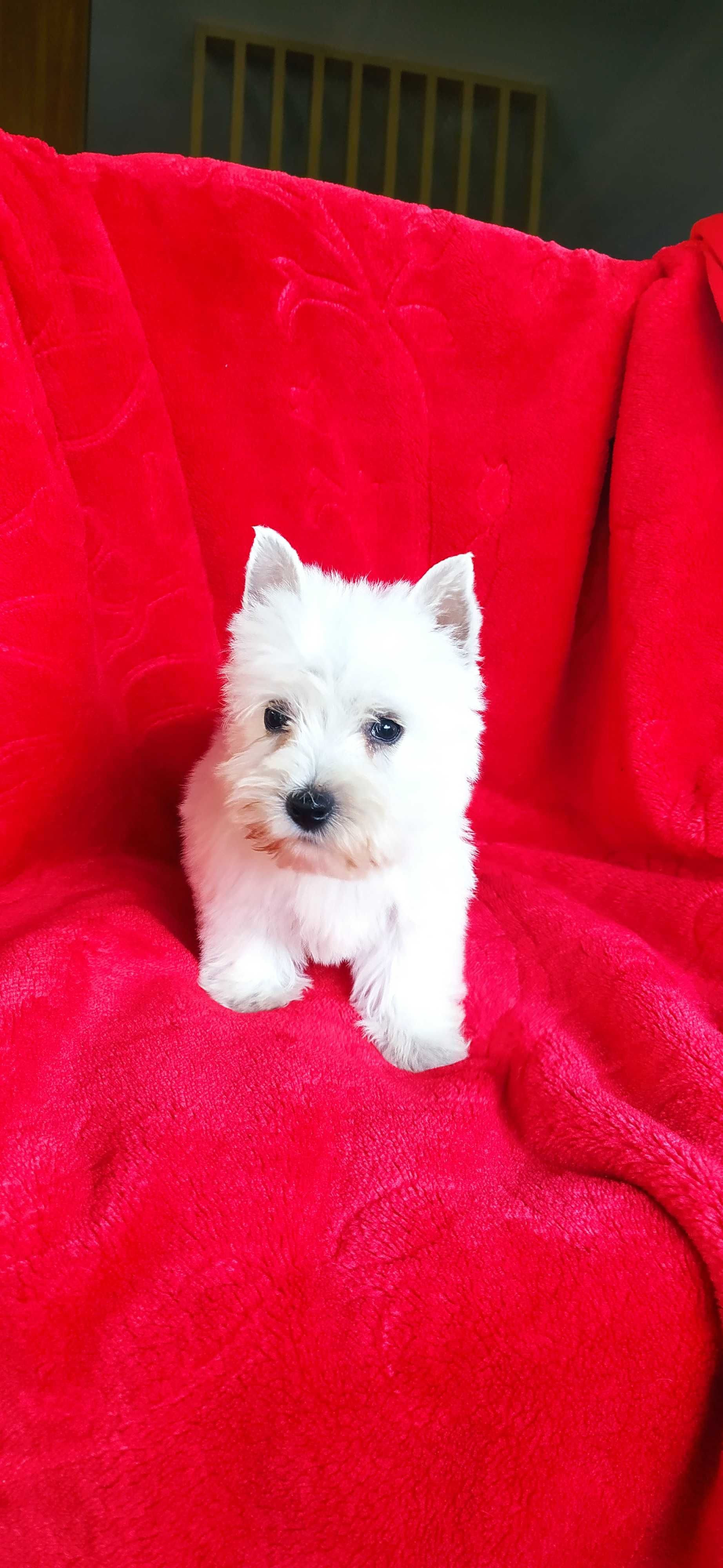 West Highland White Terrier