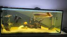 Vendo arowana prata e outros.