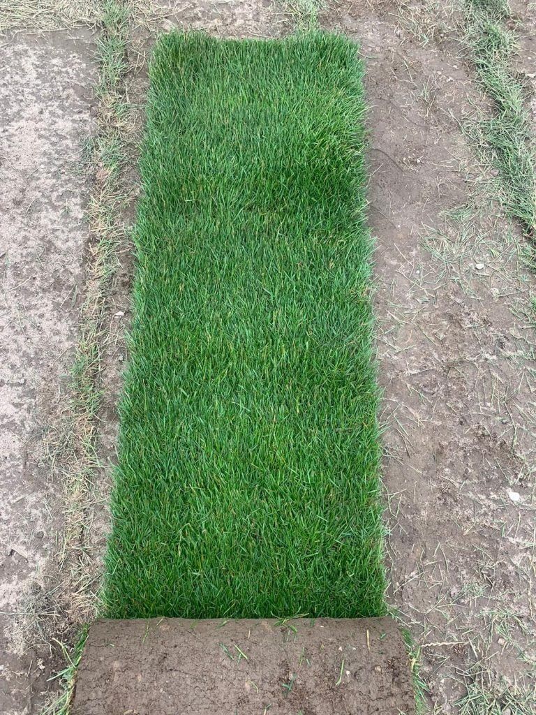 Trawa z rolki "Premium" – plantacja (*montaż)