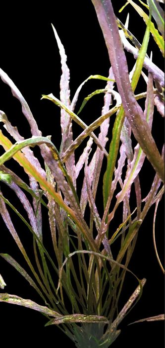 Cryptocoryne Spiralis RED - Roślina akwariowa - koszyk