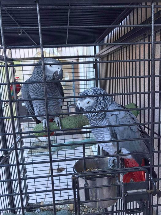 Casais de papagaios do congo