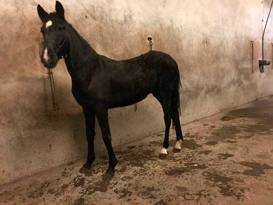 Pônei C Preto Macho