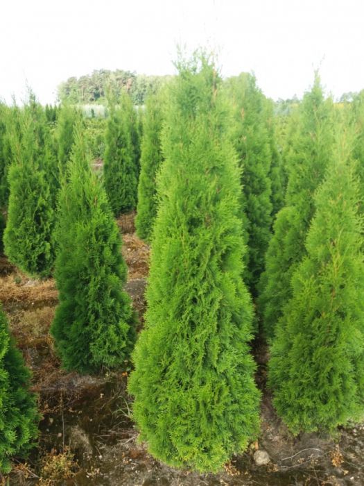 Thuja Tuja Szmaragd wys 230-250cm