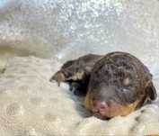 Samiec Lagotto Romagnolo FCI