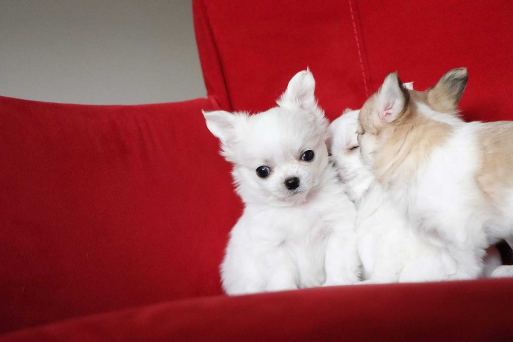 Jasny długowłosy chłopczyk chihuahua z rodowodem SKOTI FCI ZKwP