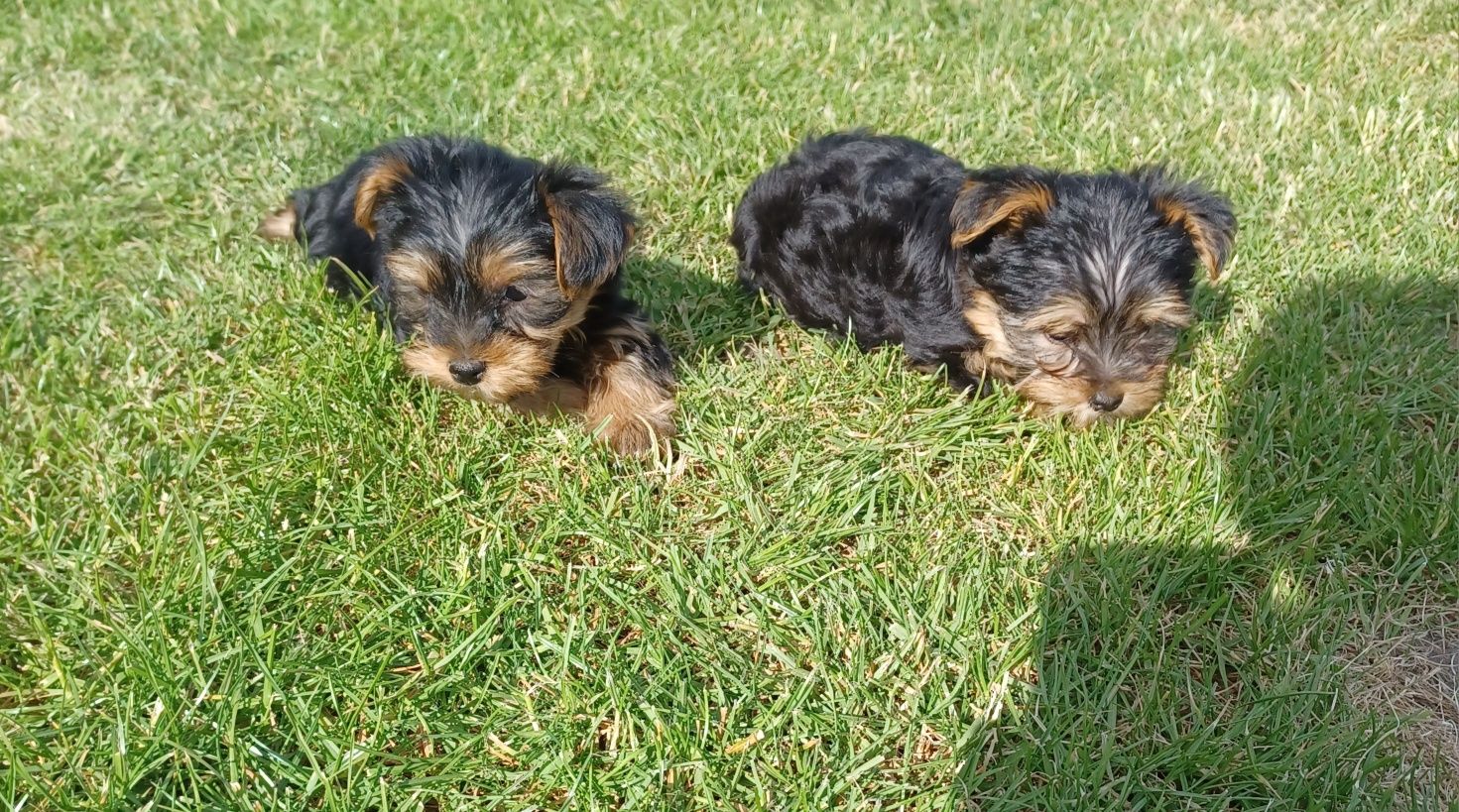 Yorkshire Terrier miniaturka pieski