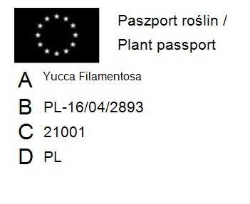 Juka Karolinska Ogrodowa - Yucca Filamentosa