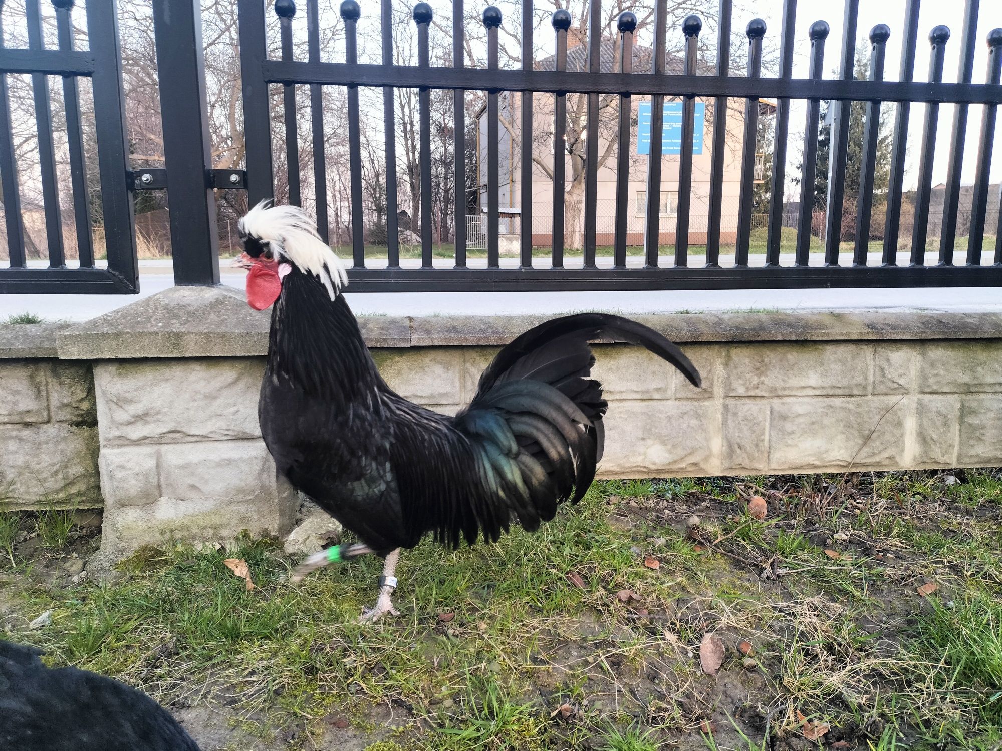 Jajka lęgowe białoczuba polskiego (holenderskiego)