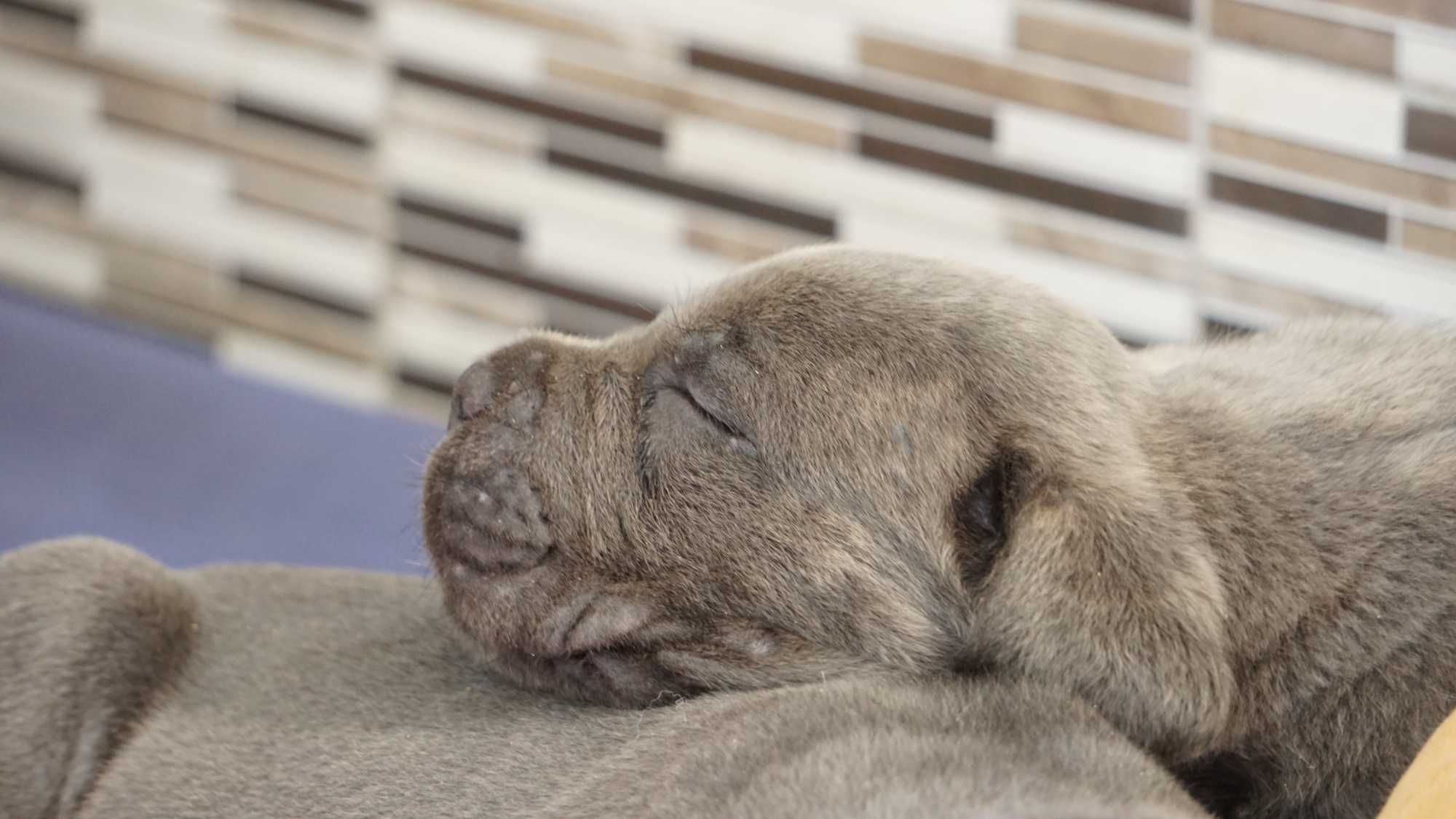 Szary Pręgowany Samiec Cane Corso ZKwP/FCI oddział Wrocław