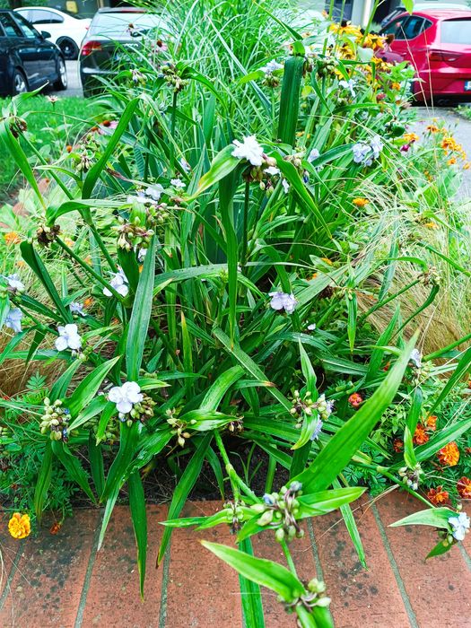 Trzykrotka wirginijska