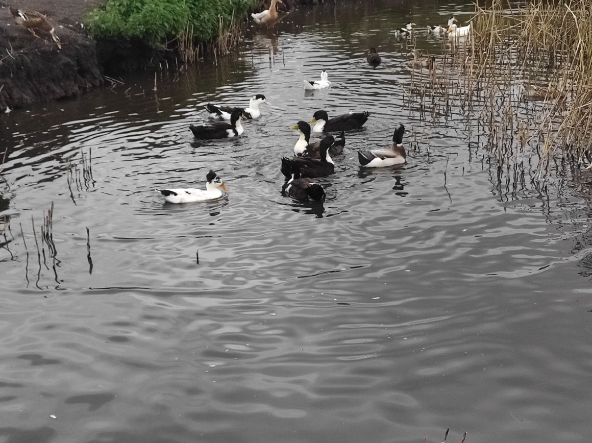 Kaczki mulardy pekiny dworki staropolskie