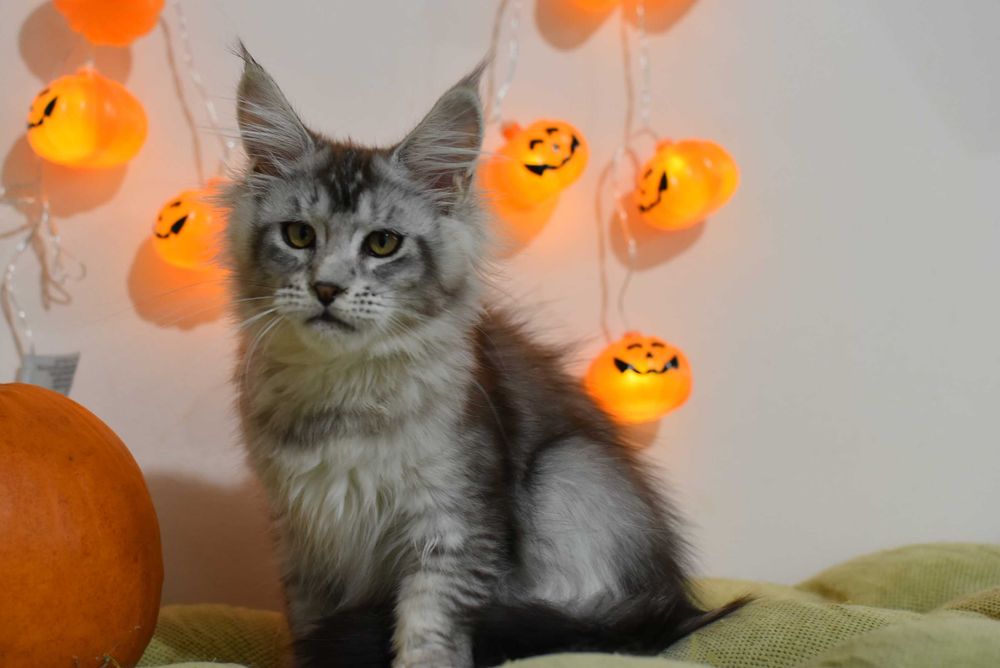 Kotka Maine Coon/Rodowód FPL