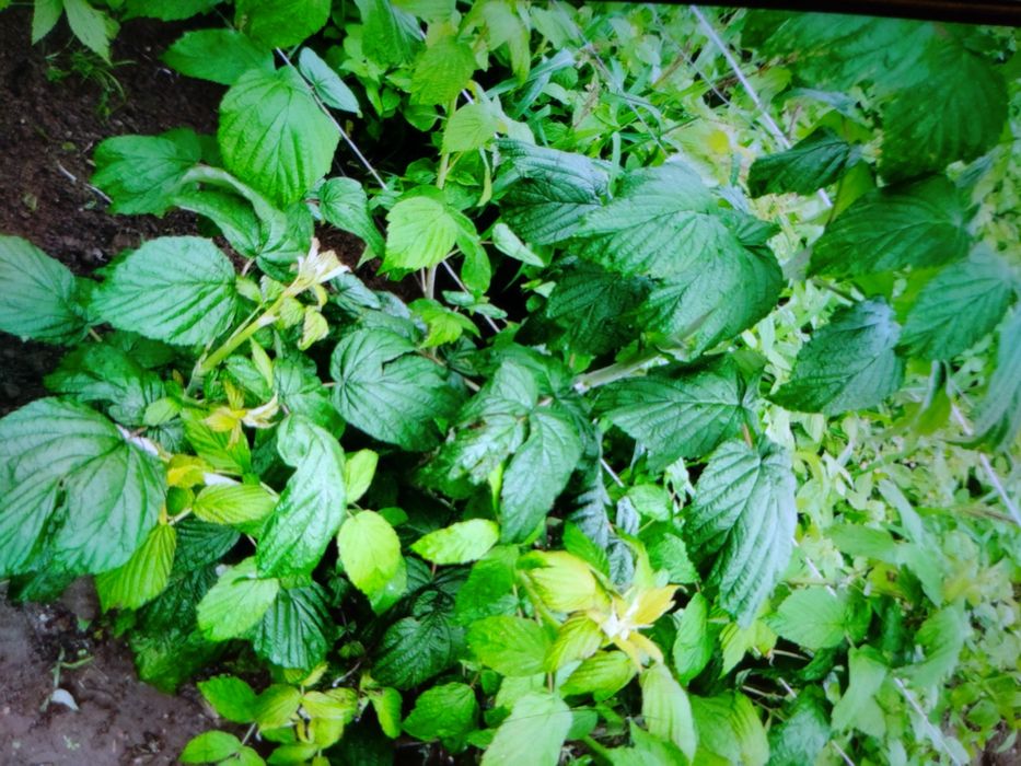 Sadzonki maliny 2 zł