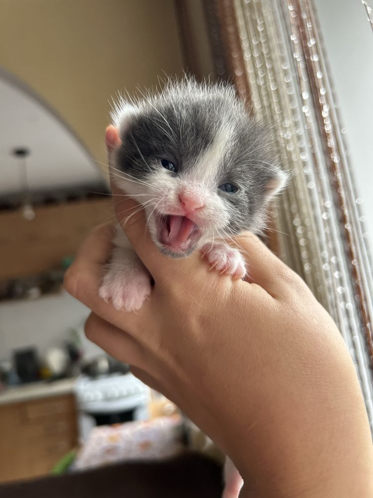 Котики шукають сімʼю