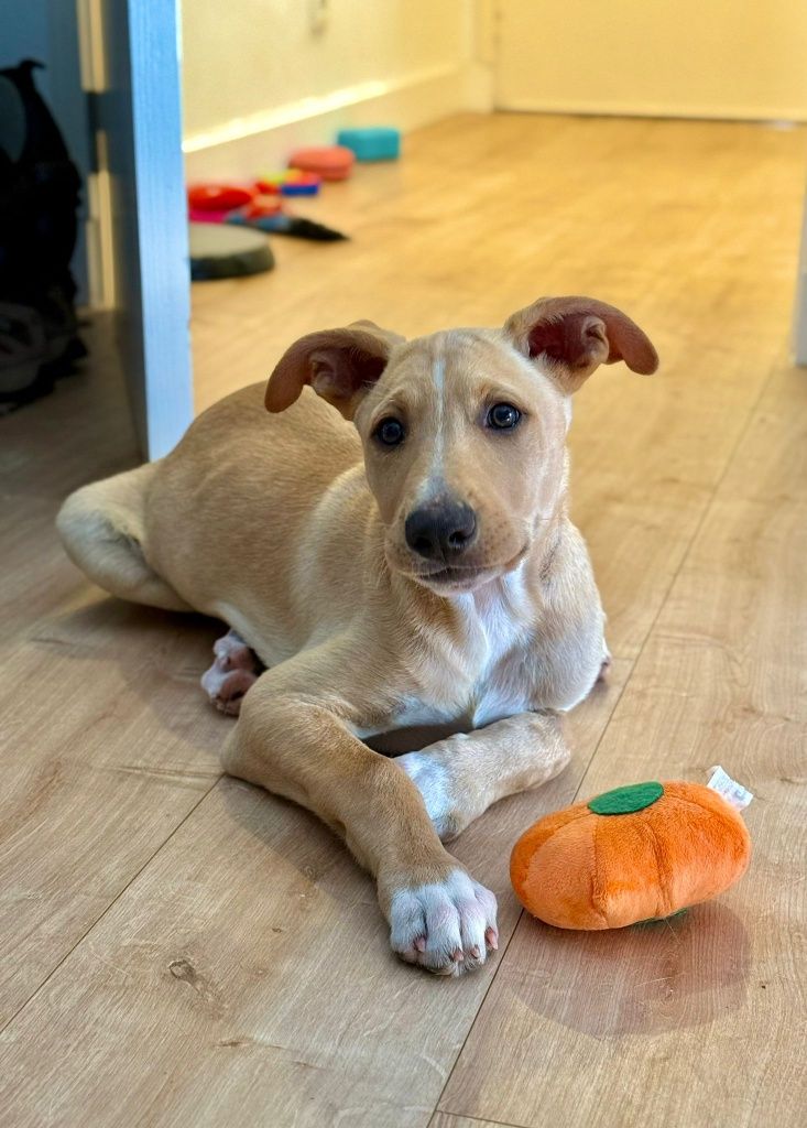 Cães bebés para adoção responsável