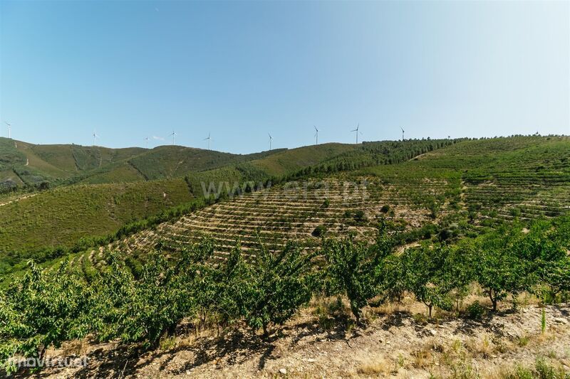 Terreno / Fundão, Castelejo