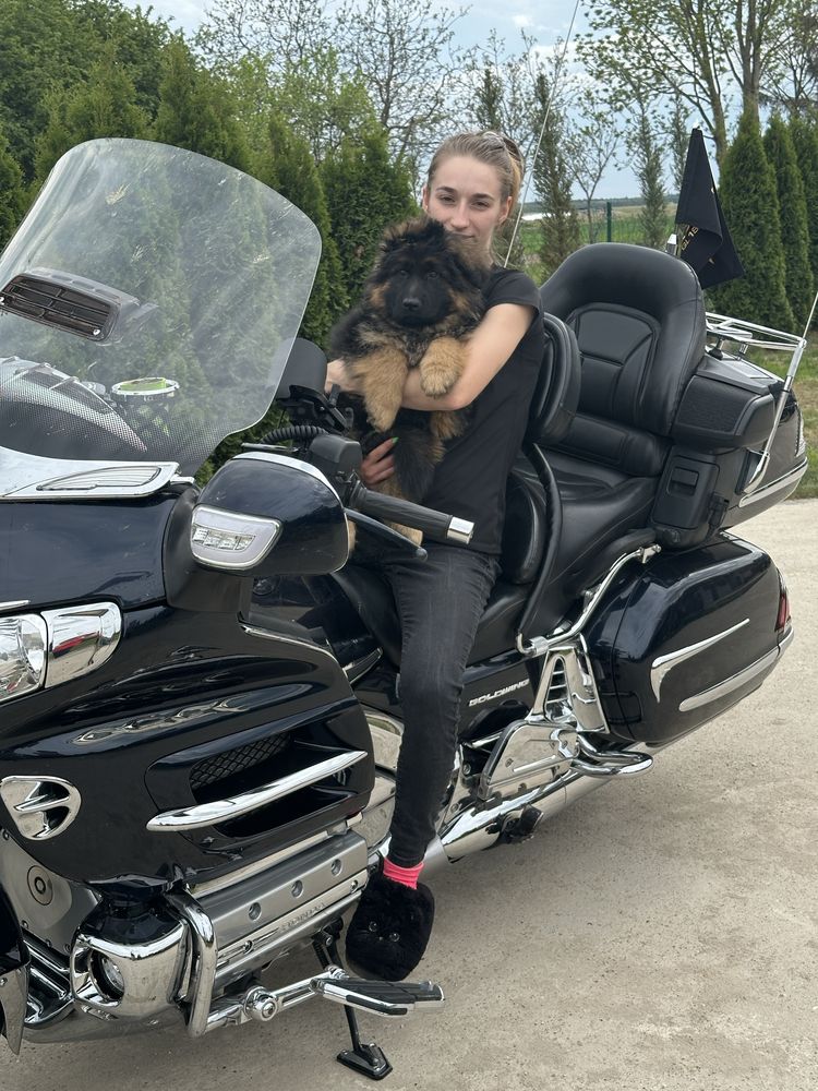 Owczarek niemiecki dlugowlosy piesek