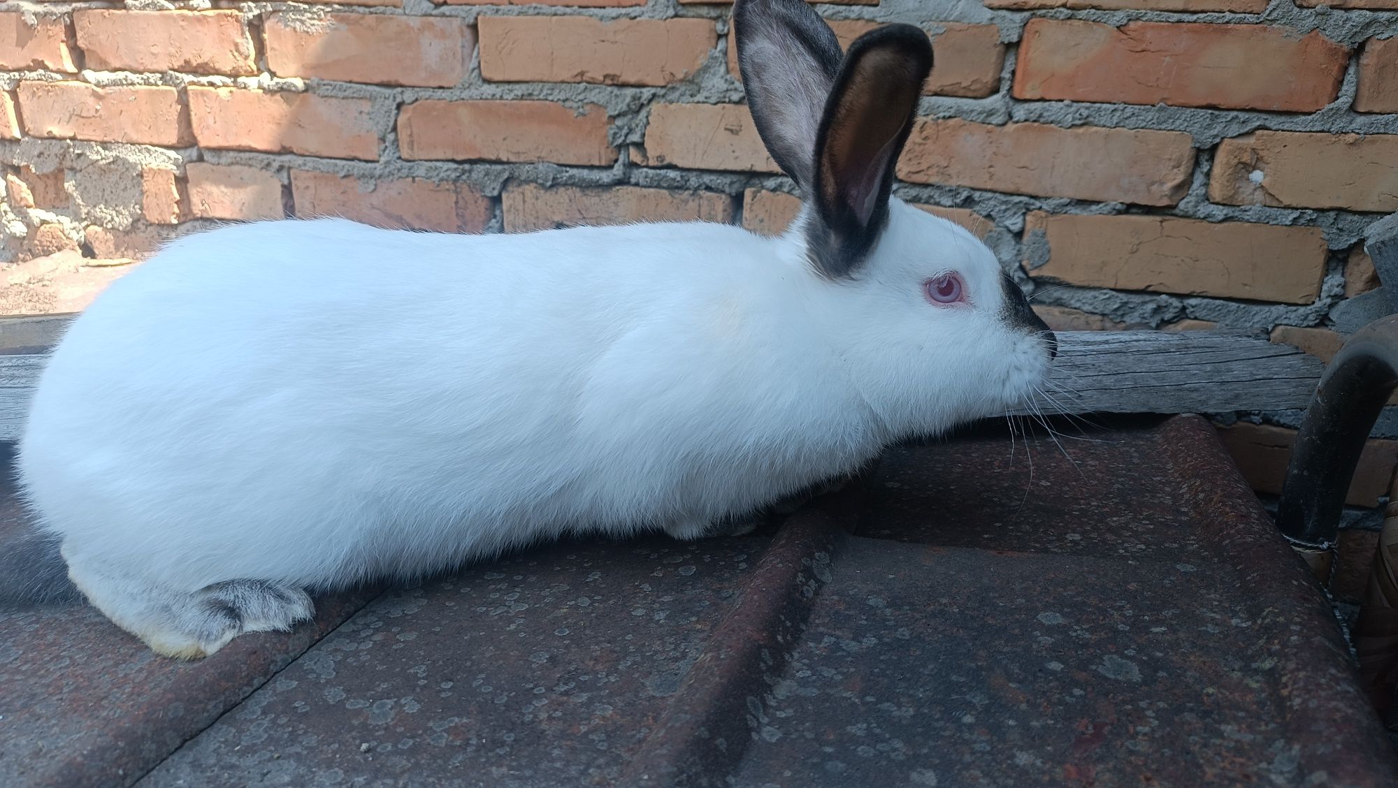 Каліфорнійський кролик. Самець.