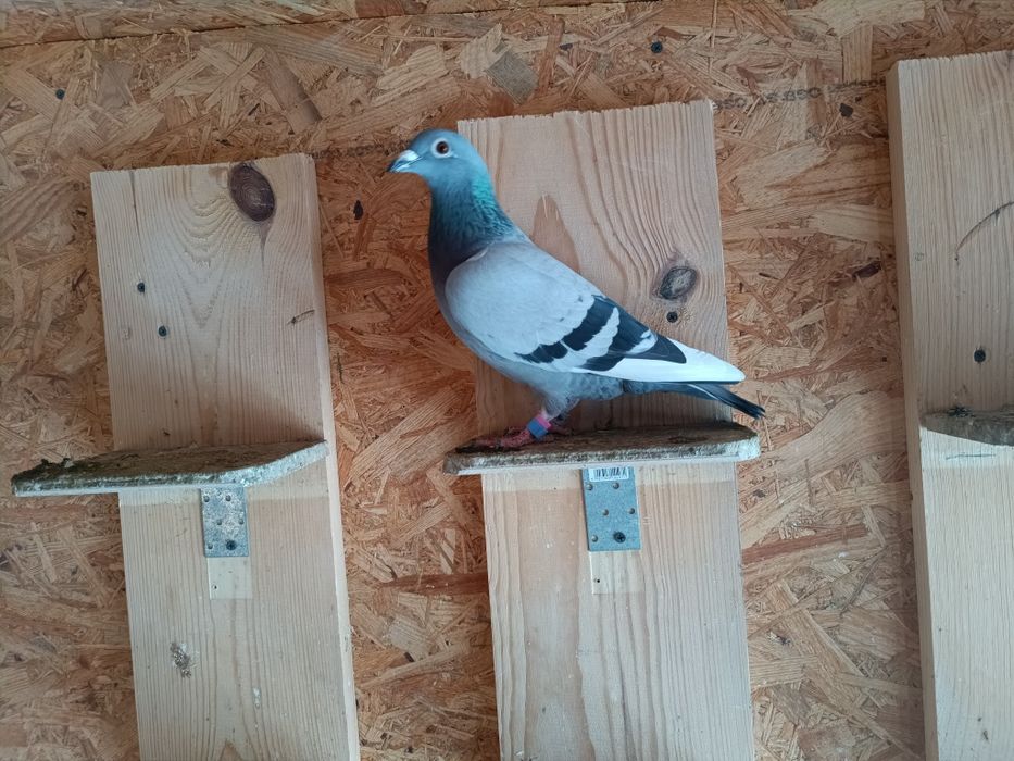 Sprzedam Samice Elektro x Porsche Gołębie Pocztowe