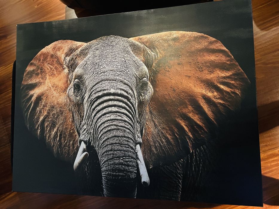 Obraz Canvas Elephant Silver 113x85
