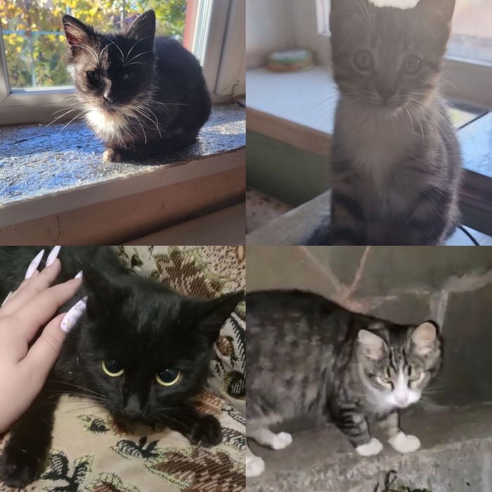 Много разных котят. Котята бесплатно. Котенок даром. Кот. Кошка.