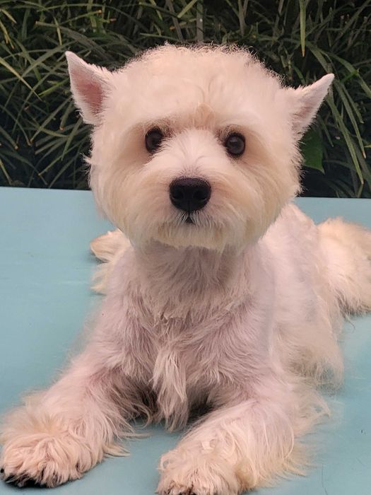 Якщо ви мрієте о цуценяті Вест Хайленд Уайт Тер'єрі