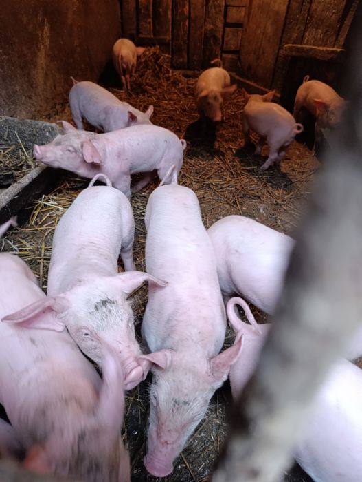 Продам домашні свині!