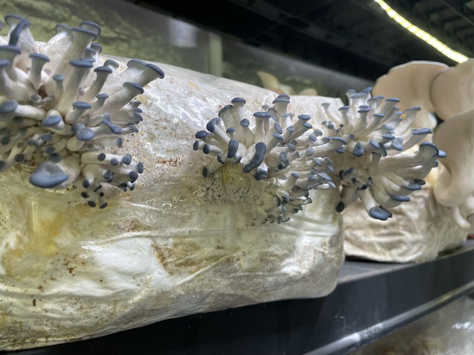 Grzybnia growkit Soplowka jeżowata, Reishi, boczniak