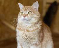 Йоззи котик 2 года, рыжее чудо, очень добрый и ручной кот, котенок