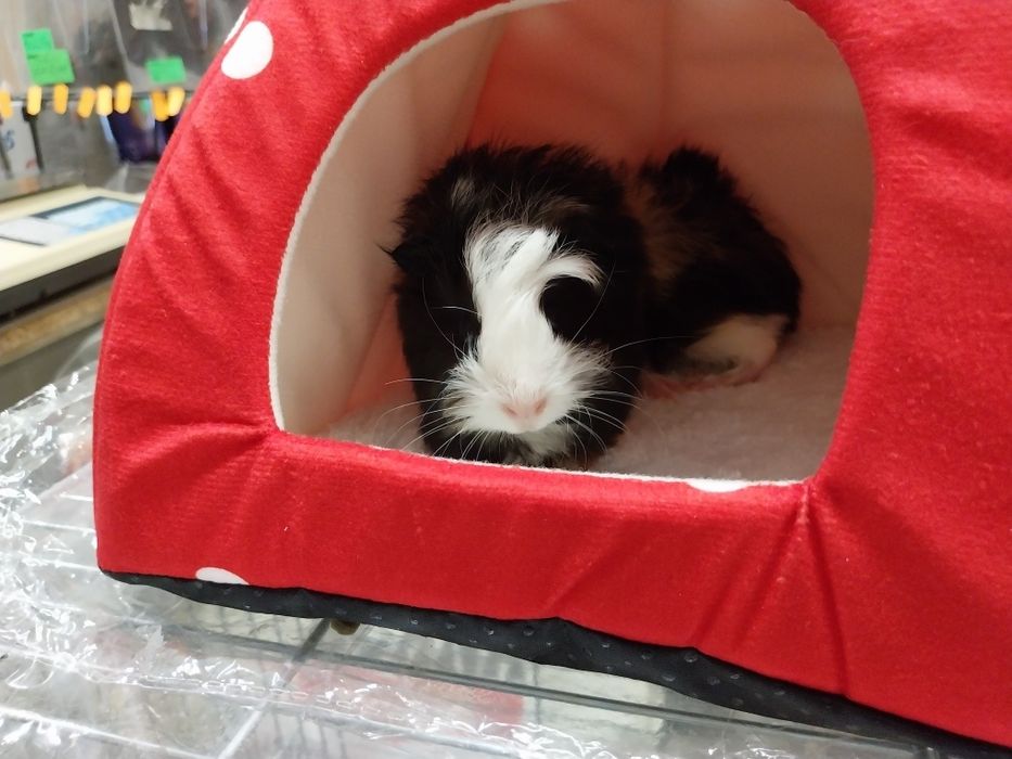 Świnka morska, cavia domowa, samiczka ur.02.07.25