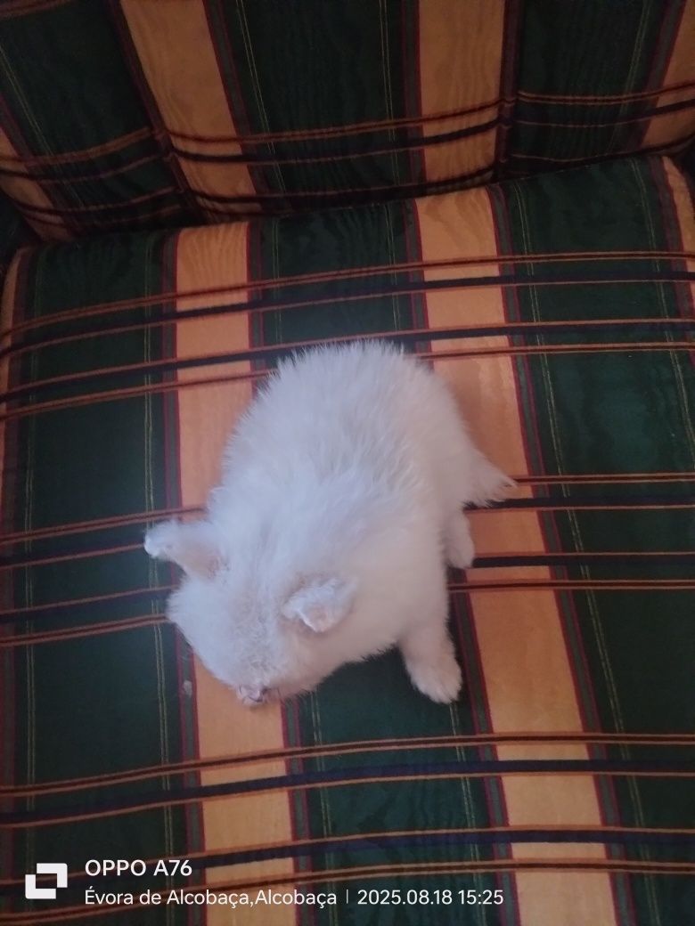 Sptiz ( Lulu) fêmea