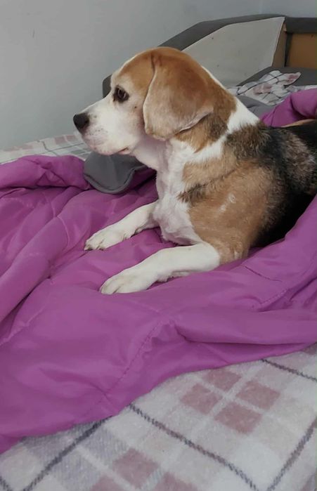 Oddam suczke w dobre ręce