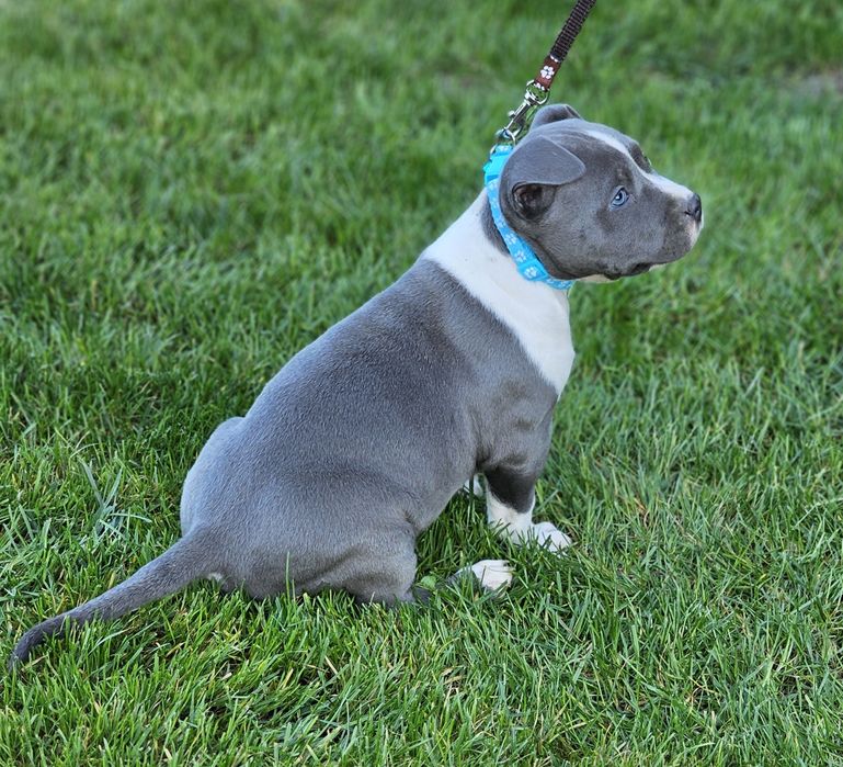 Piękny piesek amstaff