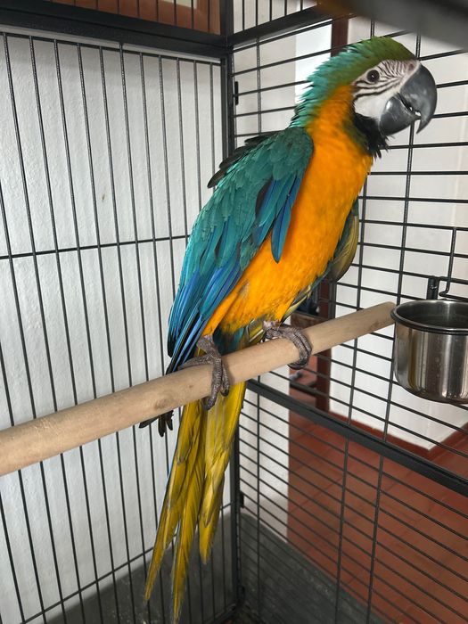 Arara araúna criada á mão