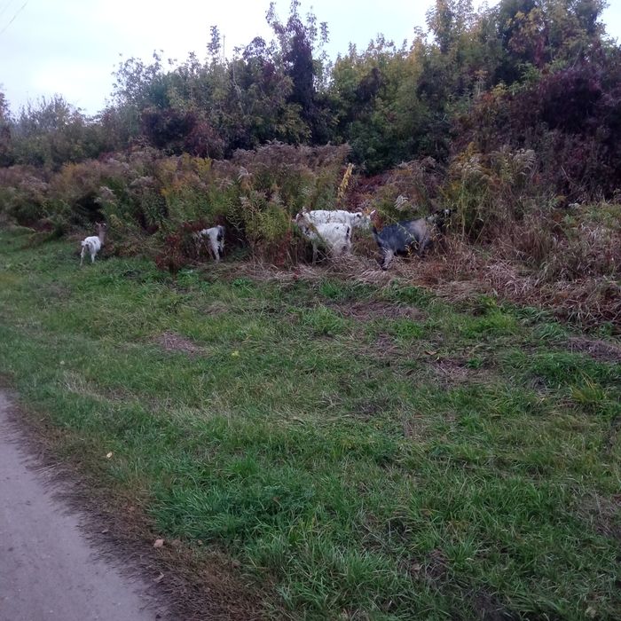 Продам або обміняю стадо кіз