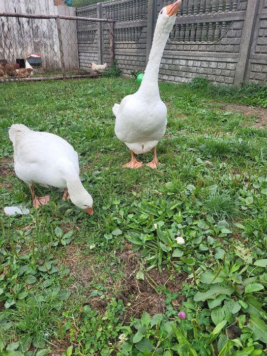 Gęsi,  Kaczki francuskie i bieguski żywe i tuszki