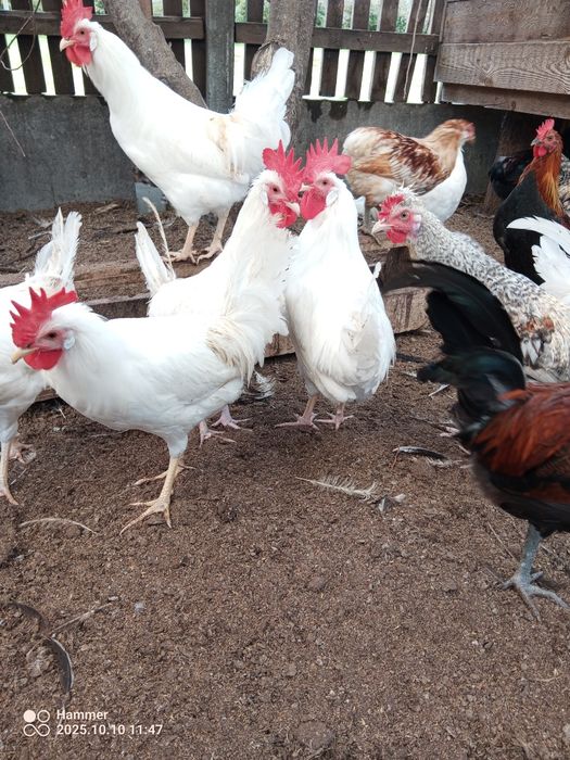 Koguty leghorn, legbar cream, wyandotte srebrnołuskowanej, zielononóż