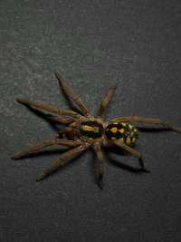 Hapalopus formosus 1DC (SpiderZone)