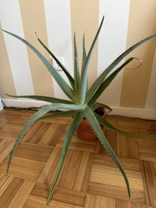 Vendo plantas - vários tamanhos