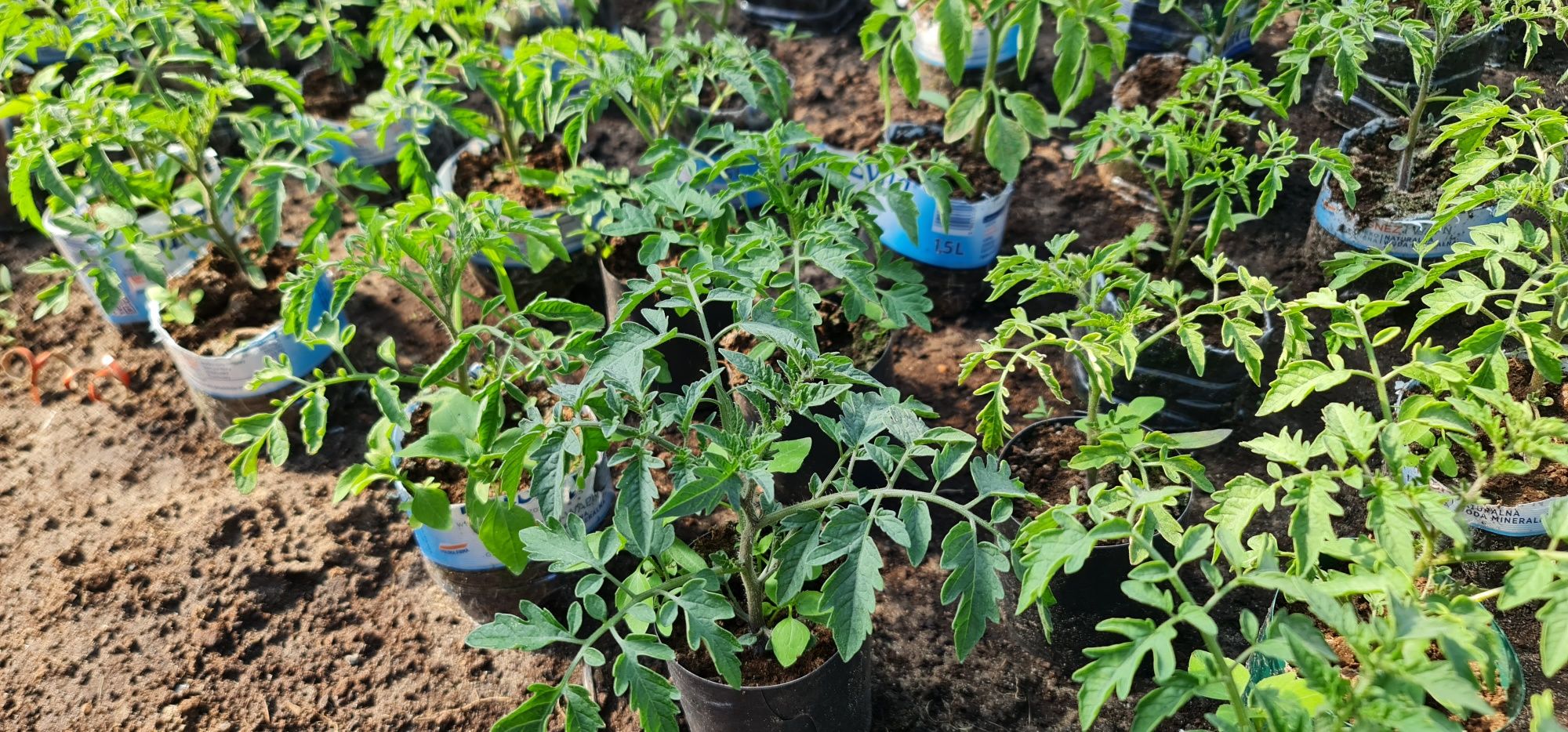 Rozsada rozsady pomidora