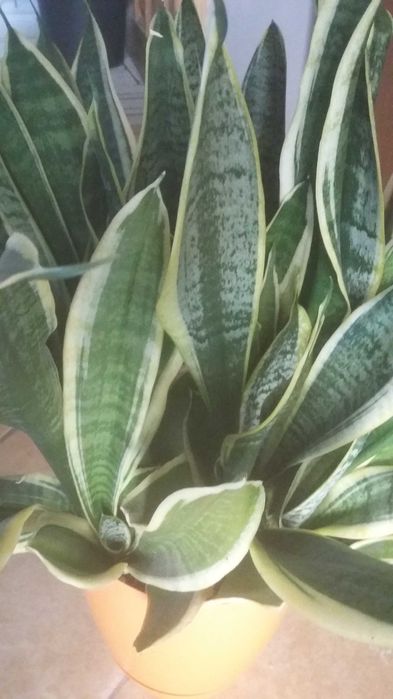 Duza  sansevieria