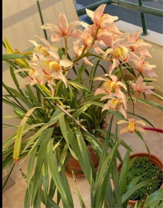 Orquideas de rua em vaso pequeno