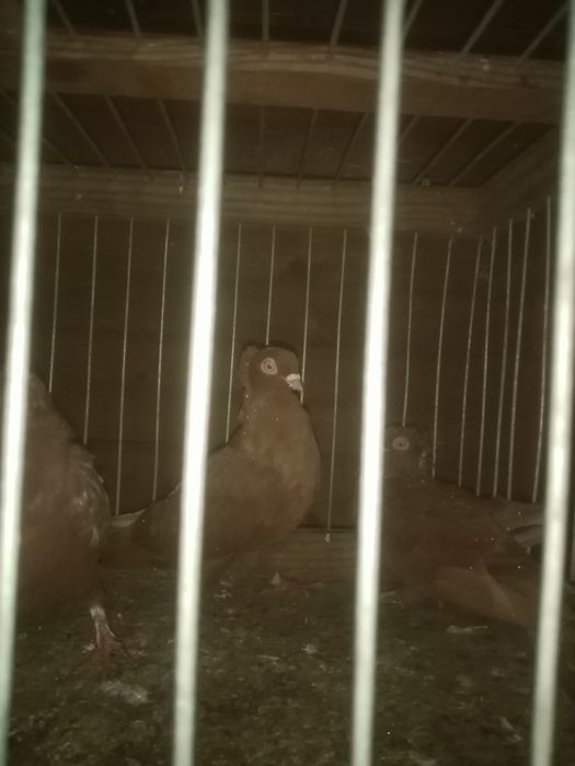 Sprzedam gołębie różne rasy