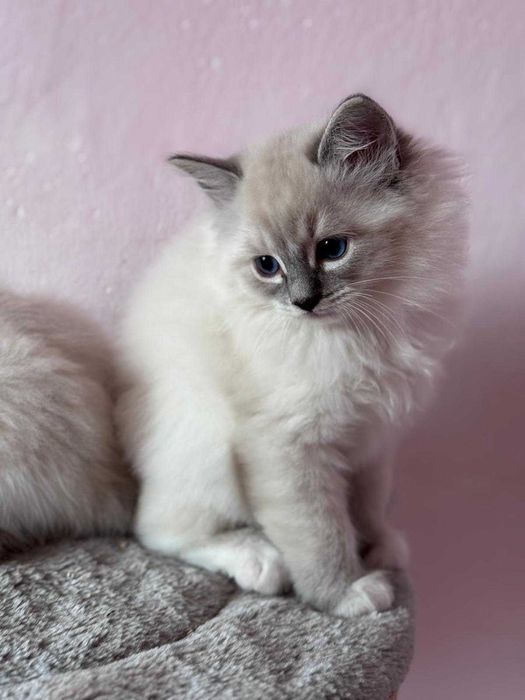 Kociaki ragdollki