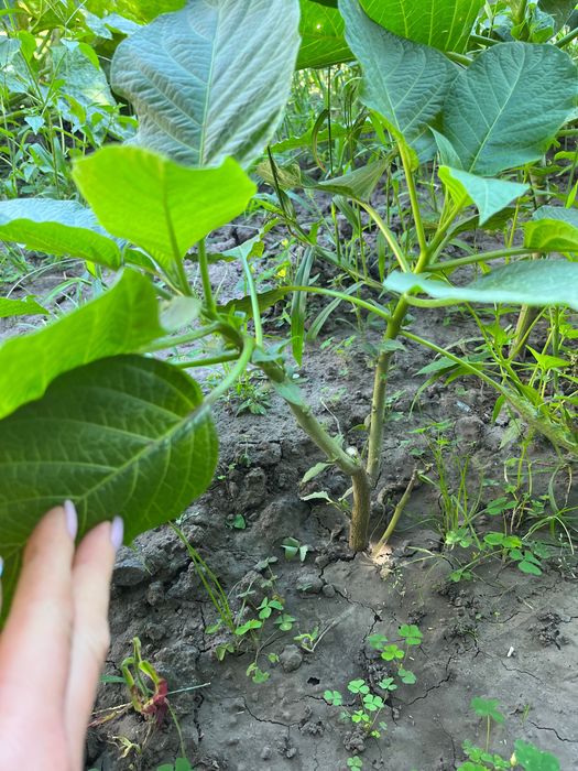 Папоротник. Папоротник садовый. Папороть.