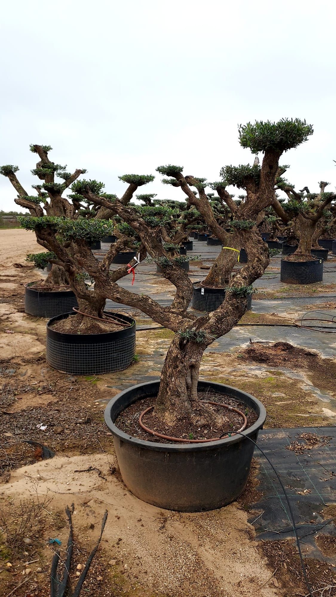 Oliveiras / bonsai